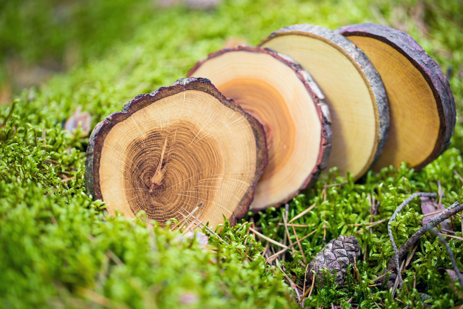 Untersetzer aus Holz TREE4TEE von Rio Lindo | HolzDesignPur