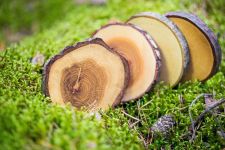 Untersetzer aus Holz als Baumscheibe - TREE4TEA von Rio Lindo