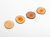 Holz Untersetzer in Apfel, Eiche, Erle und Birke - TREE4TEA von Rio Lindo